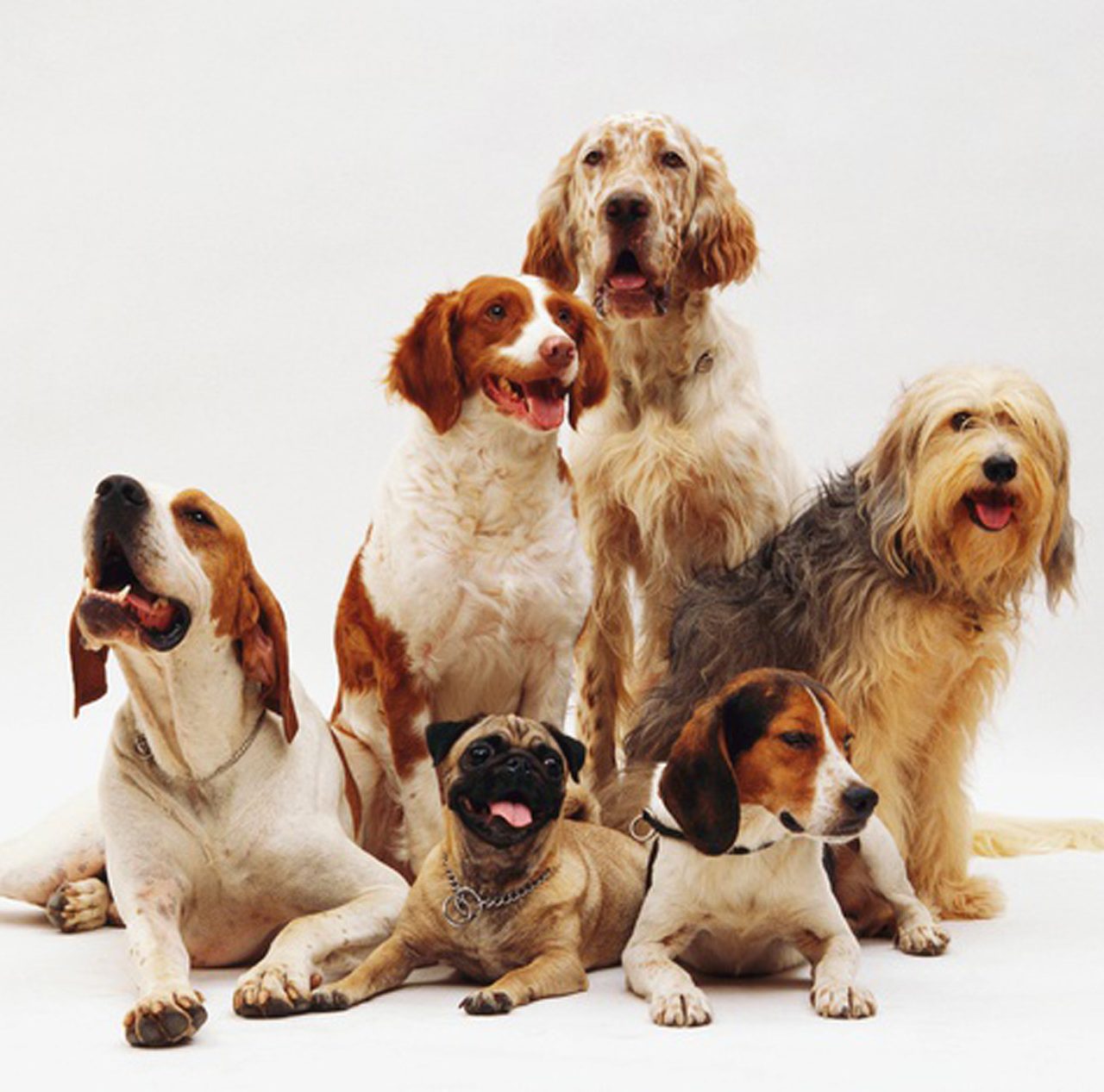 https://innovaveterinaria.com.br/wp-content/uploads/2021/03/bgn-team-2500x1267_01-1280x1267.jpg