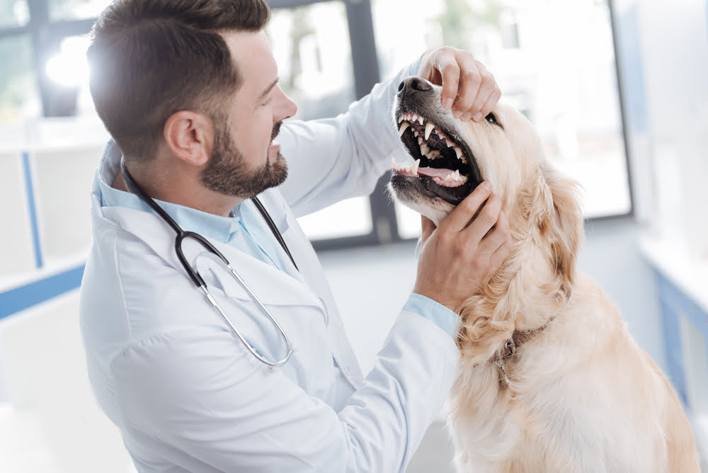 odontologia_Clinica_veterinaria Clinica Veterinária