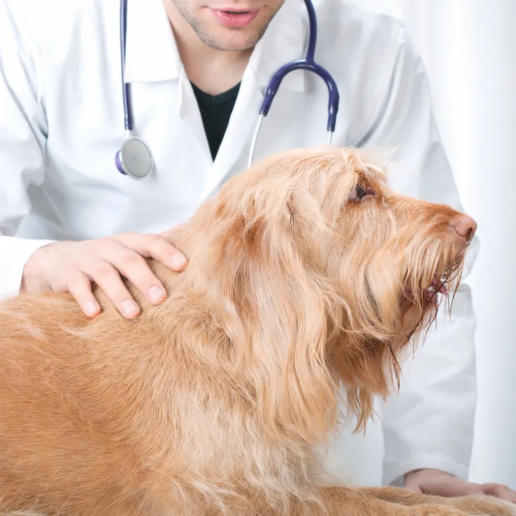 Clinica veterinária Praia Grande Eco e Eletrocardiograma