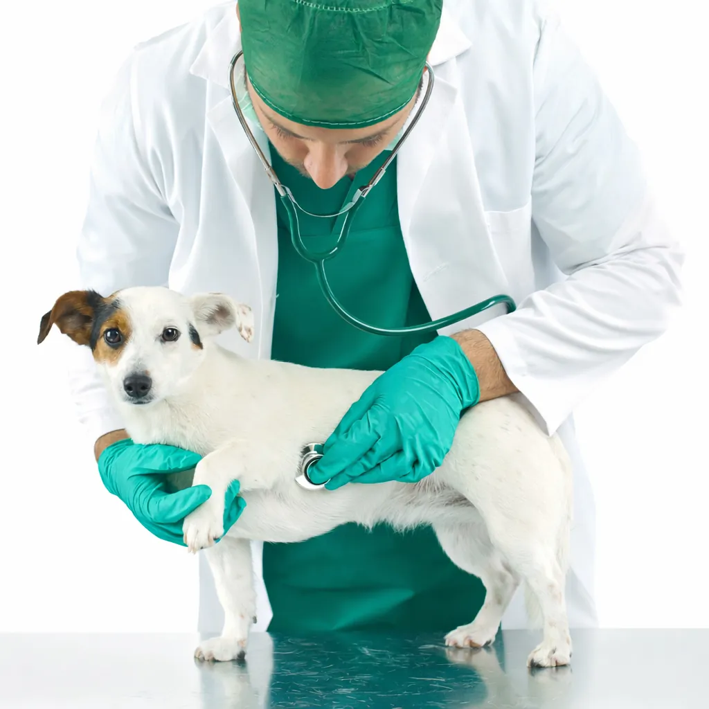 Gastroenterologia Veterinária Clinica veterinária Praia Grande Gastroenterologia Veterinária