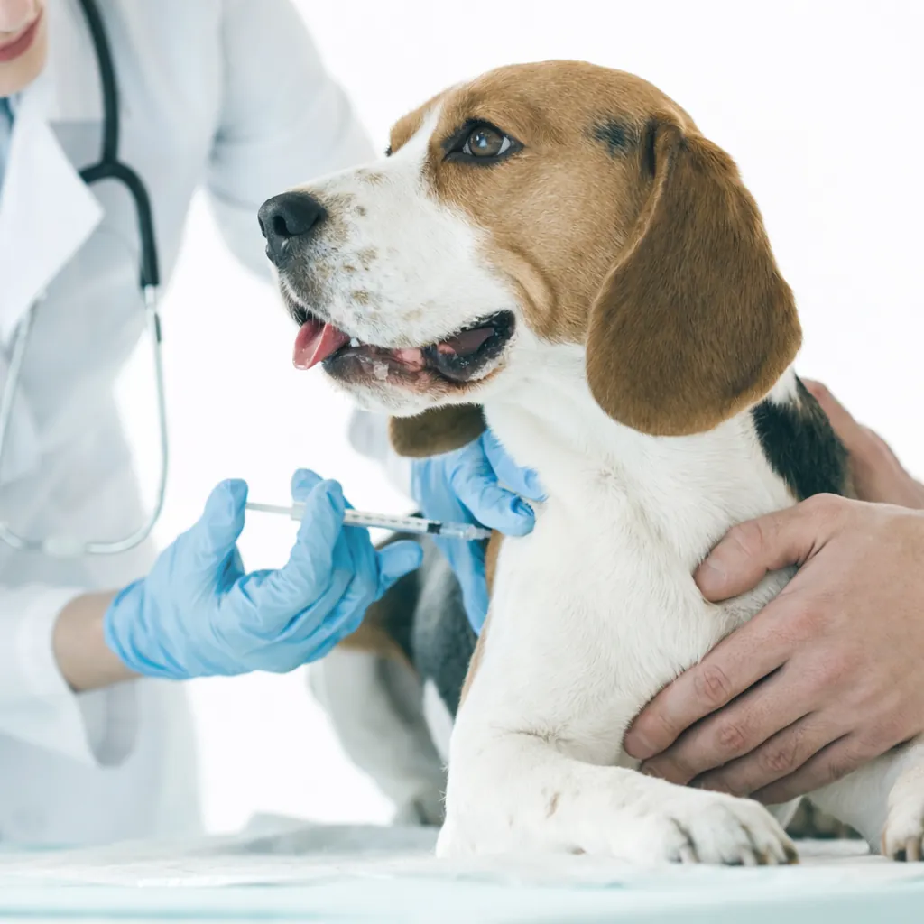 Clinica Veterinária 24 horas em Praia Grande