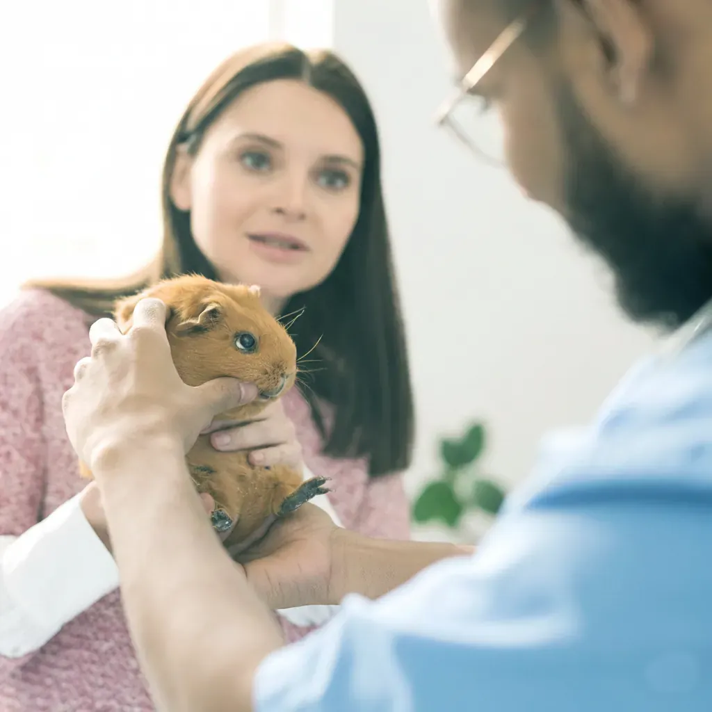 animais silvestres Clínica veterinária 24 horas atendimento a animais silvestres