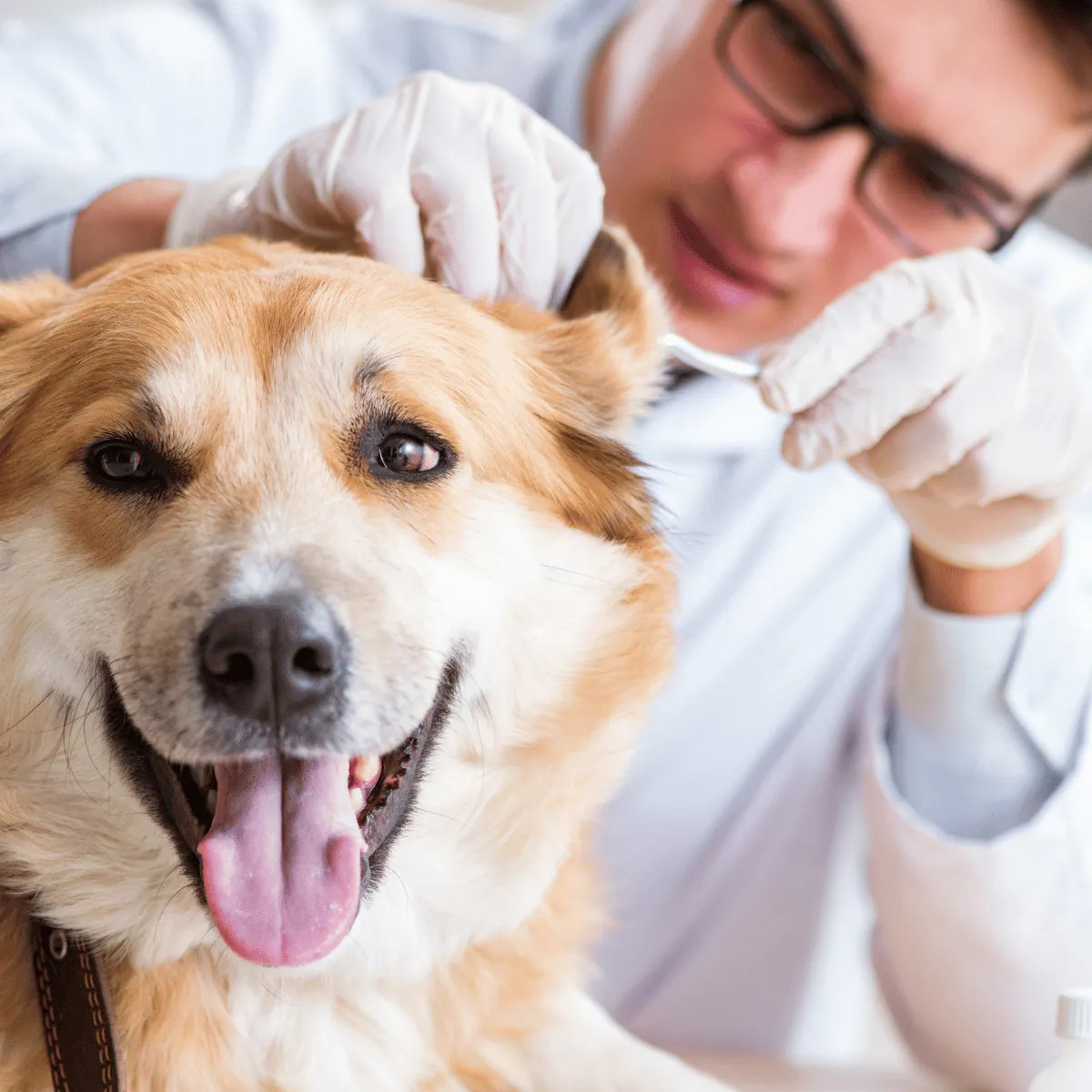 atendimento 24 horas Clinica Veterinária 24 horas em Praia Grande