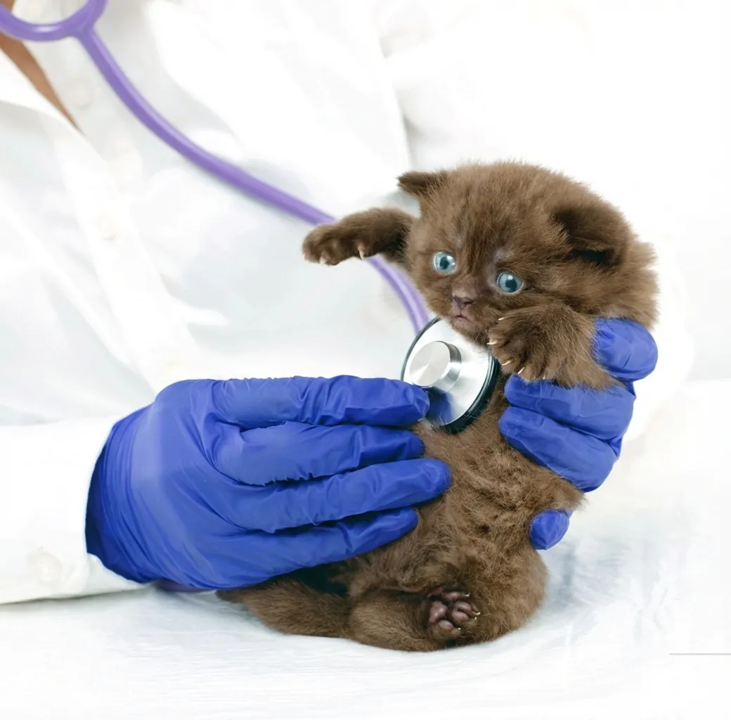Clinica veterinária cardiologia